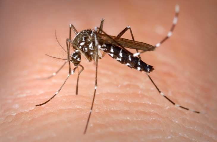 Muỗi Vằn chứa virut truyền bệnh Sốt xuất huyết